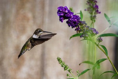 棕色蜂鸟飞过紫色的花